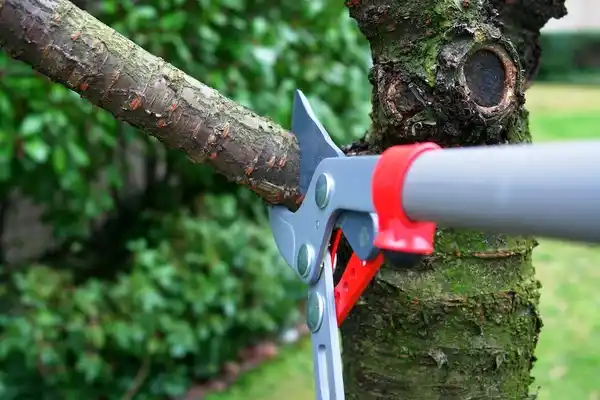 tree services Suffolk